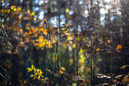 秋的叶子背景模糊树枝和图片
