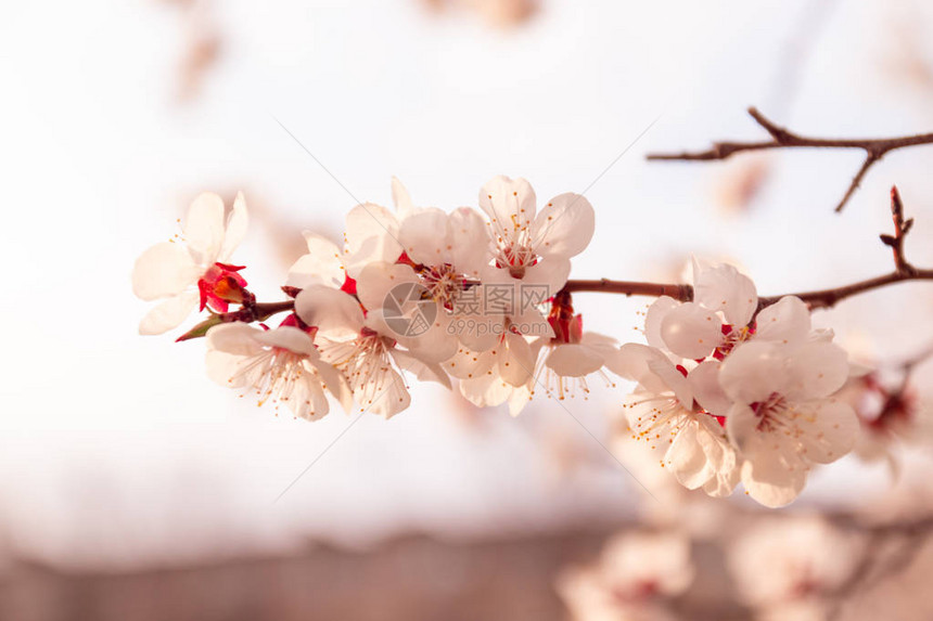 春天的概念阳光下的樱花图片