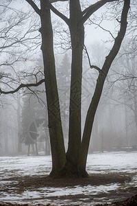 露着树干在雾中图片