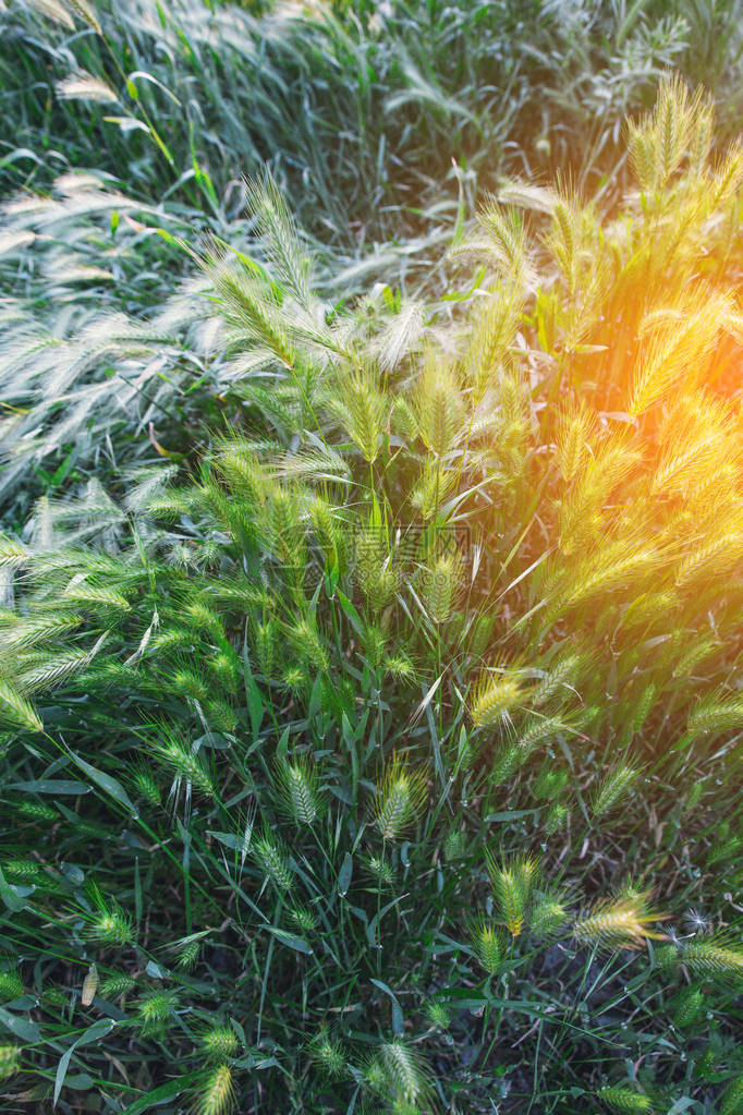 阳光下的绿色麦穗图片