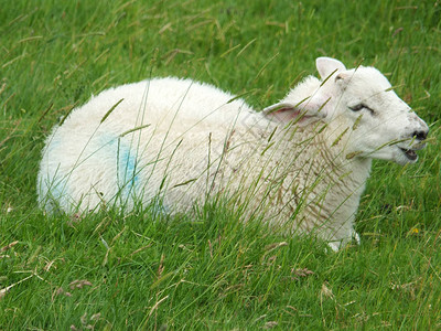 小羊羔坐在草地后面的草地上大声喊叫图片
