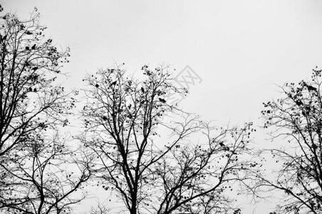 乌鸦栖息在一棵冬天的树上白色的天空图片