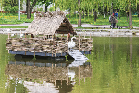乌克兰罗夫纳市天鹅湖的片段图片