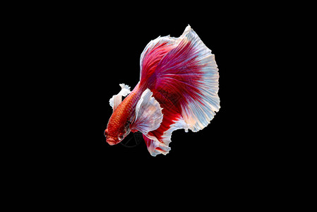 以红色和粉红色斗鱼为主色高清图片