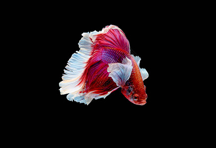 以红色和粉红色斗鱼为主色高清图片