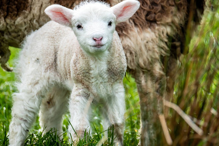 可爱的小羊羔在爱尔高清图片