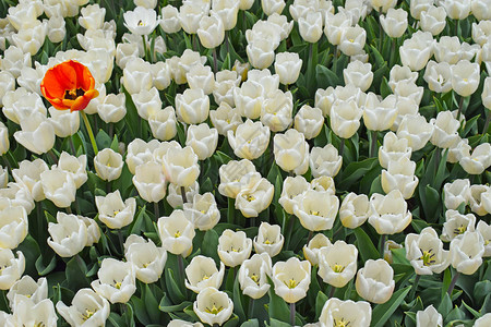 白色郁金香和一朵红色橙色花图片