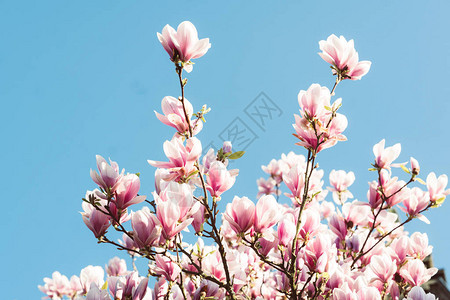 美丽的盛开的玉兰树高清图片