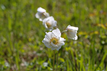 白木花作为森林中春天的第一个迹象阿图片