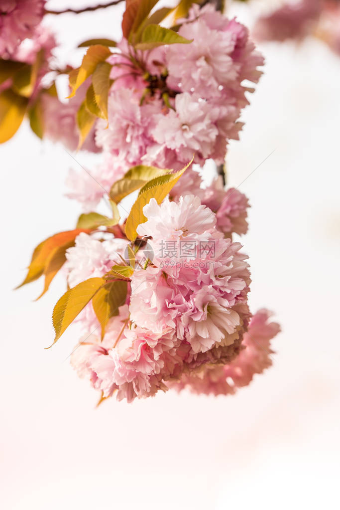 罗马尼亚赫拉斯特劳公园樱花树或樱花树开花的特写美丽图片