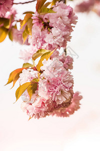 罗马尼亚赫拉斯特劳公园樱花树或樱花树开花的特写美丽图片