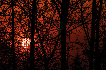 日落时树枝的剪影图片