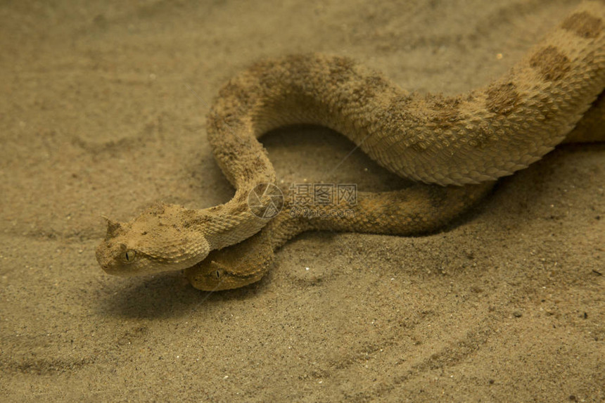 撒哈拉角毒蛇角沙漠图片