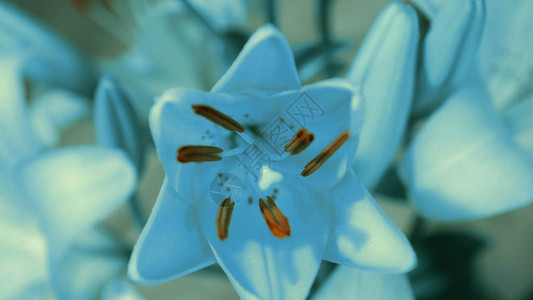 蓝百合花盛开图片