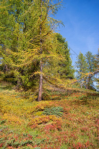 有落叶松云杉和松树的秋天森林图片
