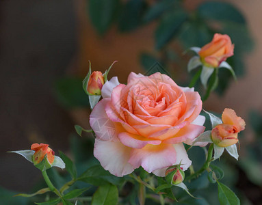 一朵开放的杏橙色和粉红色玫瑰的户外彩色花卉肖像图片