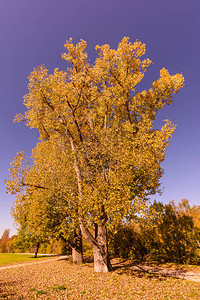 在阳光明媚的十月金秋日拍摄的色彩鲜艳的户外秋季景观照片图片