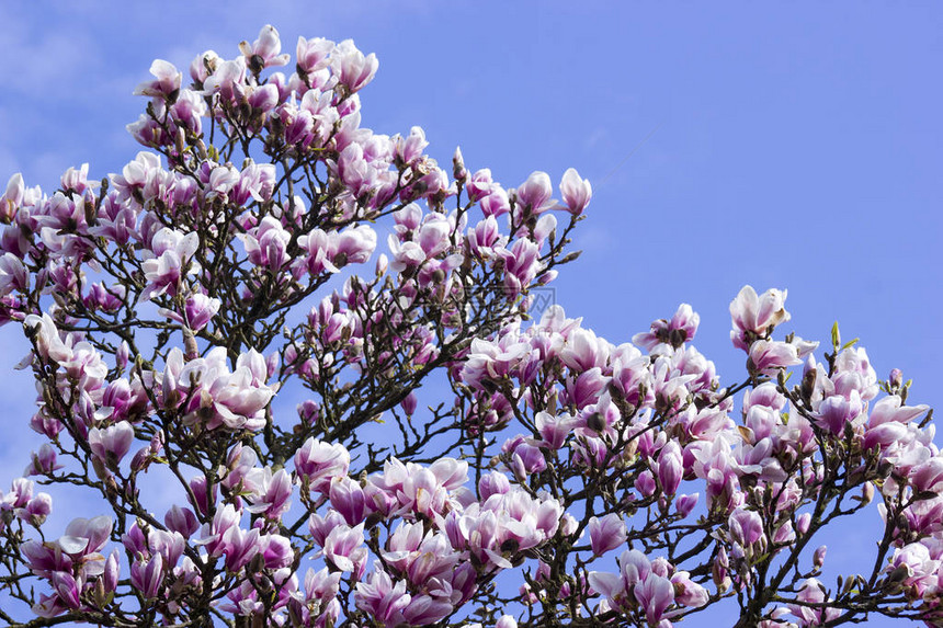 开花的玉兰树视图图片