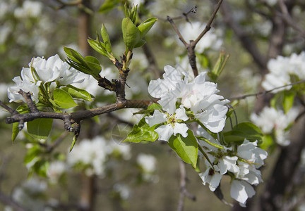 春天开满白花的苹果枝图片