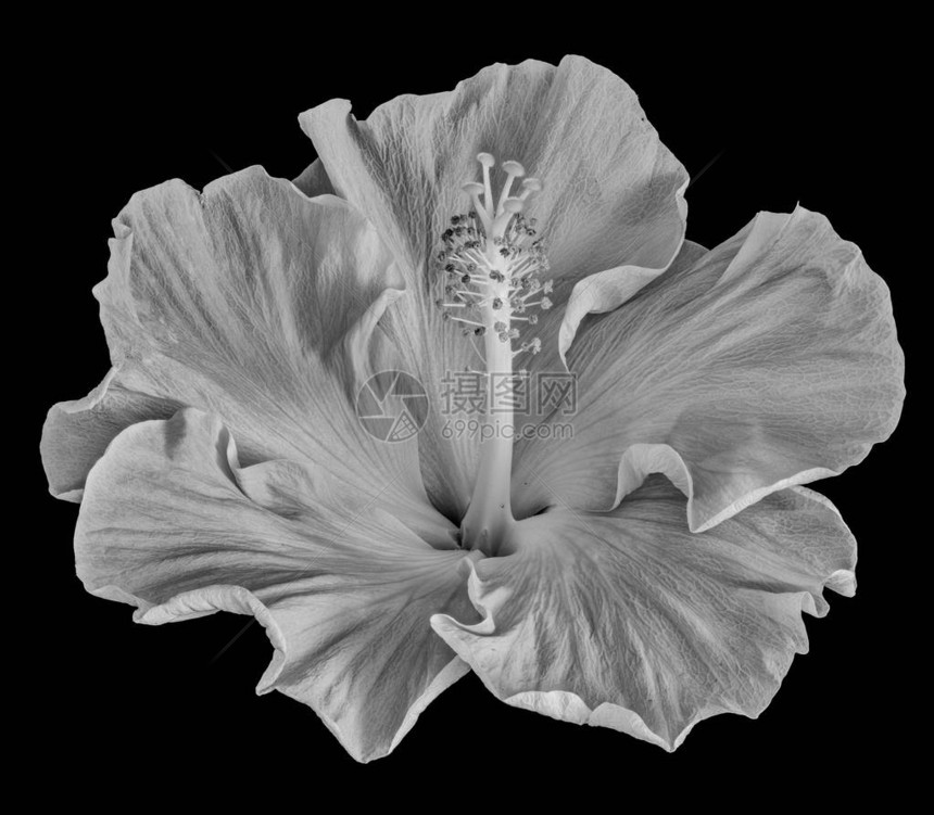 美术静物花卉单色芙蓉花卉宏观肖像图片