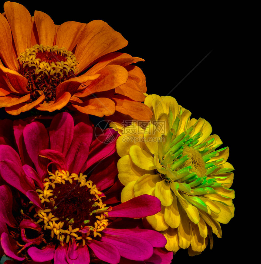 美术静物花卉细节彩色宏观花卉肖像图片