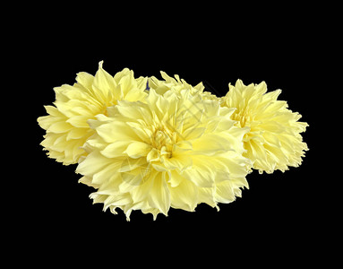 黑色背景中三朵黄色盛开的大仙人掌大丽花的卉美术静物花卉图片