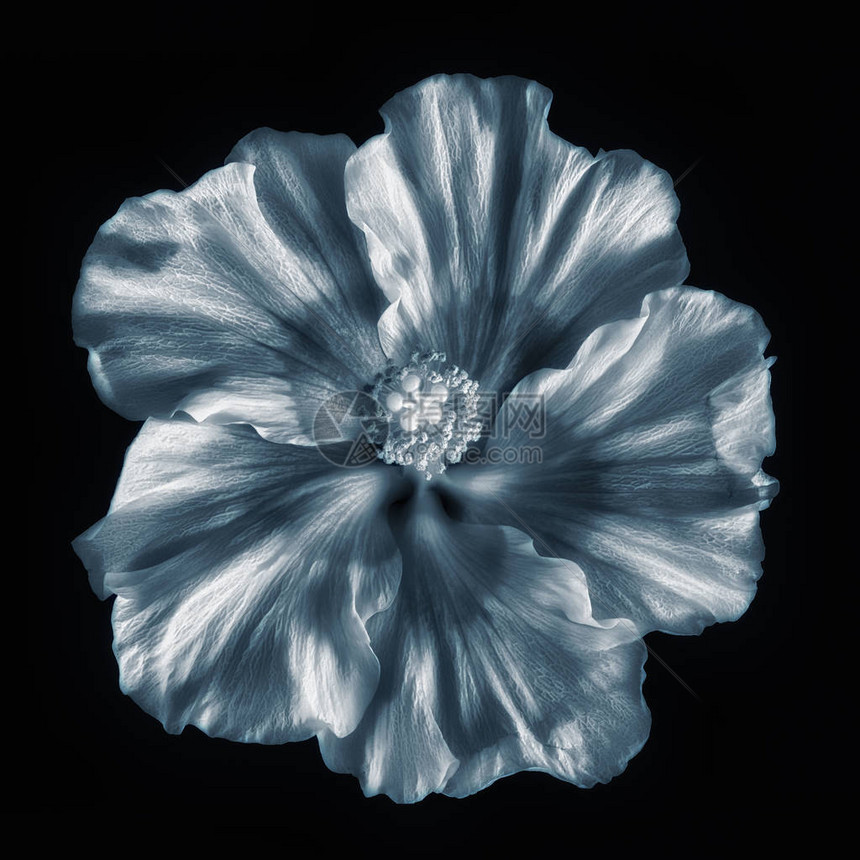 超现实主义美术静物单色芙蓉花宏观开花单个孤立展开的花盛开的大开花黑白从绘画图片