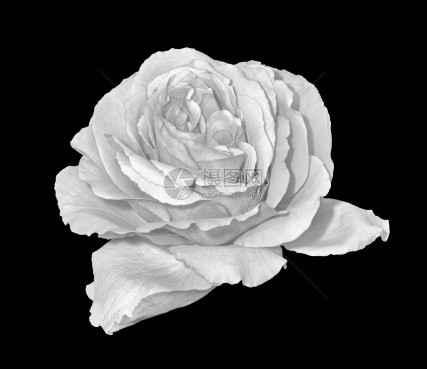 单色精美艺术仍维持着一朵单独孤立的白色玫瑰花在黑色背景上的生命宏图片