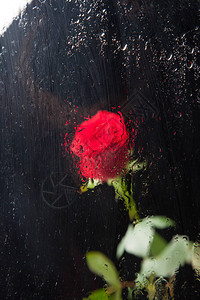 漂亮的玫瑰与水滴图片