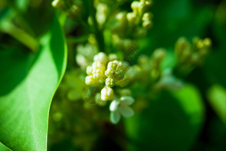 五月盛开的丁香花开花的丁香春天分支图片