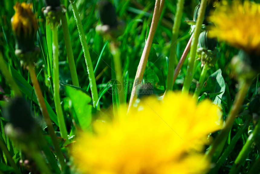 阳光明媚的一天是丹迪利翁花朵结图片