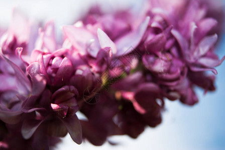 五月盛开的丁香花开花的丁香春天分支图片