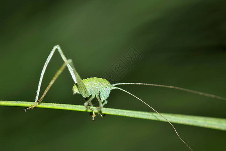 一个非常小的Katydid尼姆夫在休斯敦TX沿着绿色模糊自然背景的图片