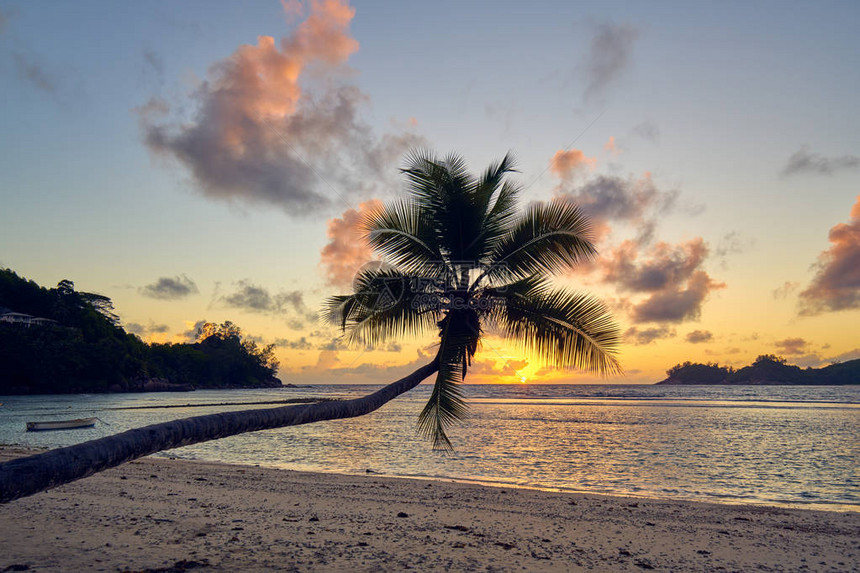 在BaieLazare海滩上椰子棕榈树图片