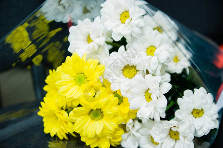 深色背景中的一束白色和黄色雏菊图片