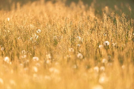 傍晚阳光下的高草和蒲公英图片