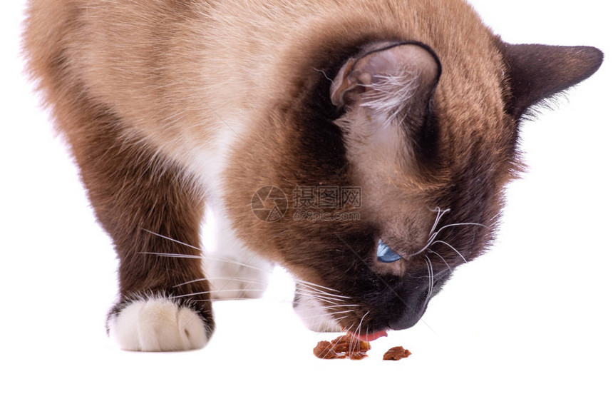 近距离接近白底孤立的棕雪猫吃食物以图片