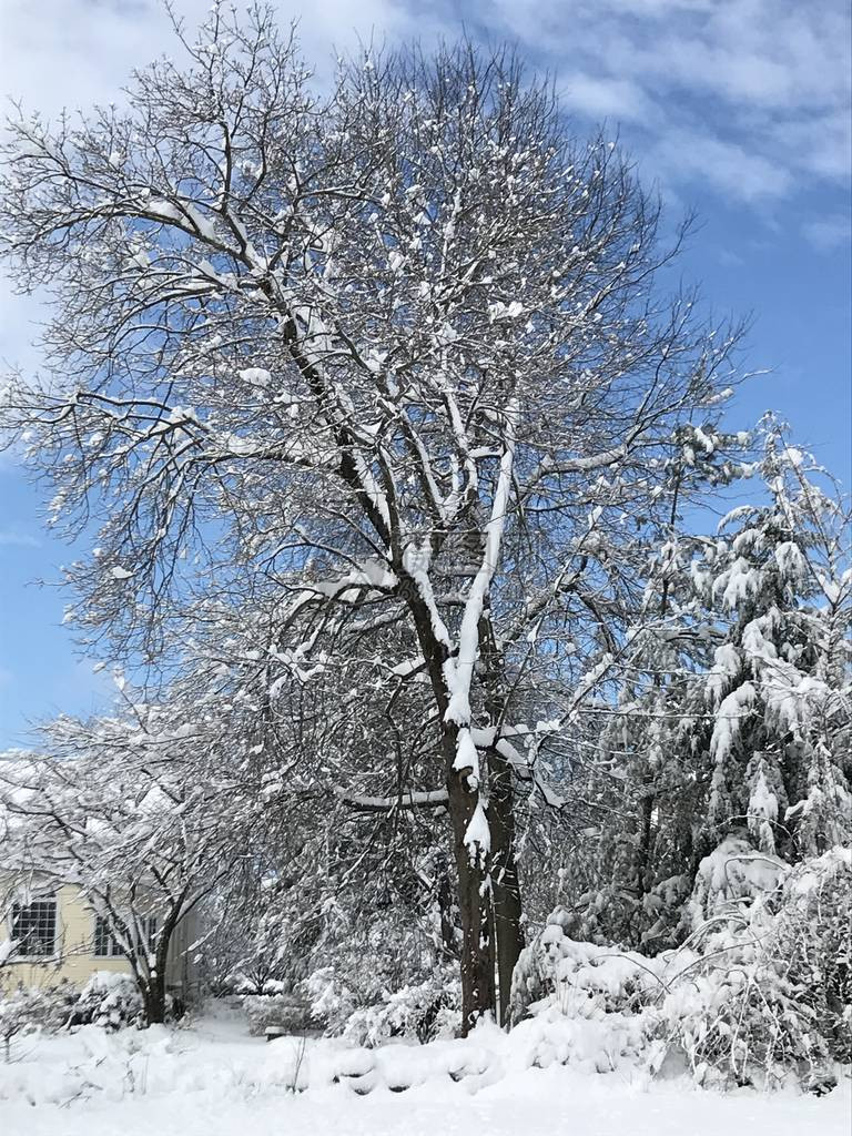 康涅狄格州美丽的雪天图片