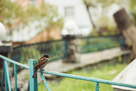 小湿麻雀在雨天坐在后院的蓝色栅栏上图片