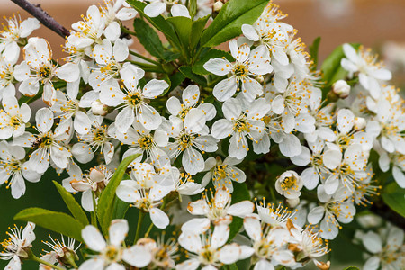 树樱花特写美丽的花朵带有复制空间的宏中枝春花的浪漫背景白色的小花图片