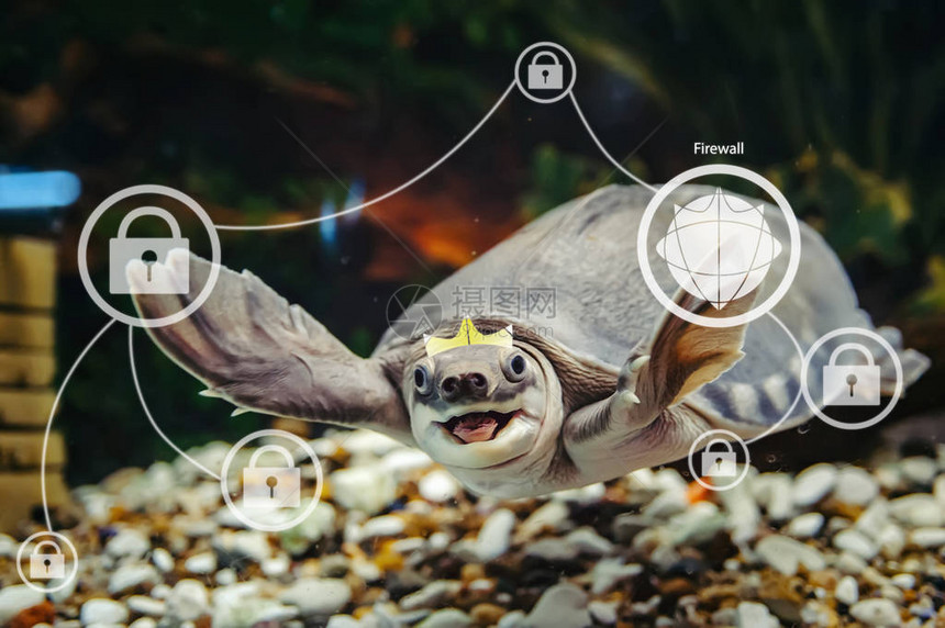 有趣的乌龟点击带有复制空间的矩阵蓝色背景上的触摸屏虚拟现实特写中的有趣动物网络中的防火墙管理带数字接口的图片