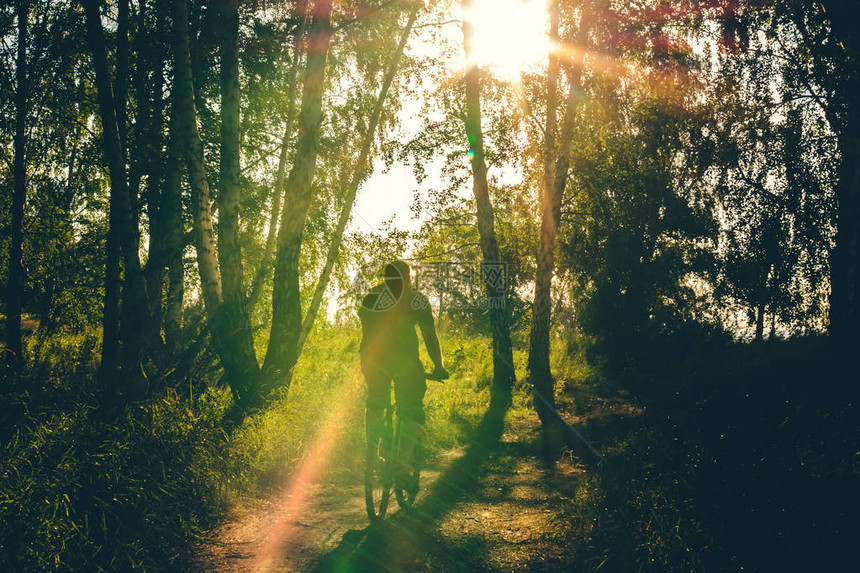 骑自行车的人在背光的树间沿着乡间小路骑行骑自行车的人在热点的太阳前的森林里带有橙色眩图片