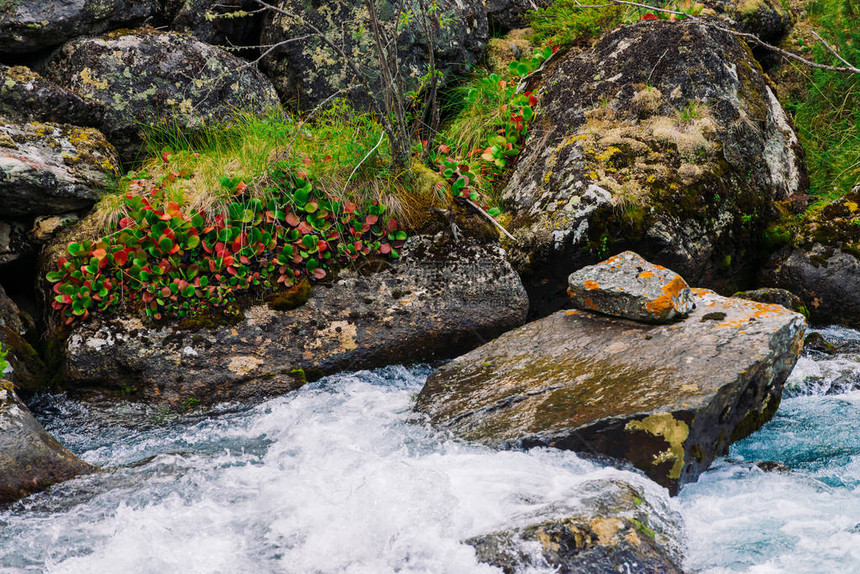 山溪附近的石头和巨石上有苔藓和地衣以及丰富的植被快速的山水流多彩姿的叶子风景如画的高地植物荒野中令人图片