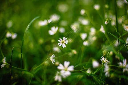 在特写镜头中盛开的白花野繁缕图片
