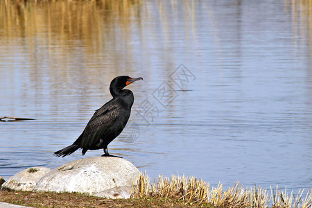 一个黑色的Cormoran图片