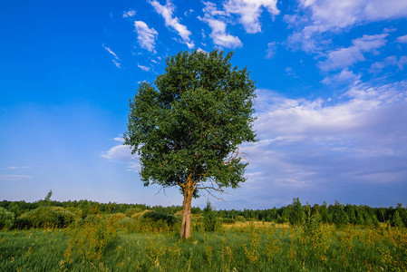 夏日在一片绿草的原上独树一林白昼蓝天下地图片