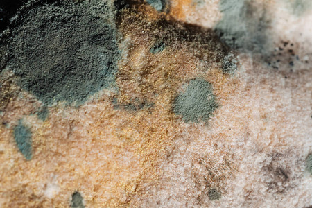 带有真菌孢子的变质发霉的旧面包特写背景图片