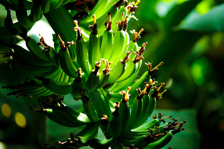 新鲜的绿色香蕉田图片