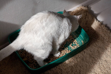 猫超重便携病人试图去浴室背景图片