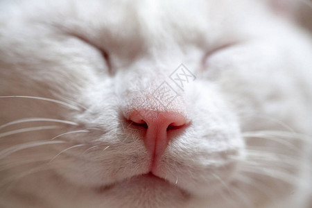 一只猫的鼻子和嘴图片